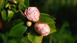 Camellia Japonica Photo