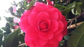 Camellia Japonica Photo Download