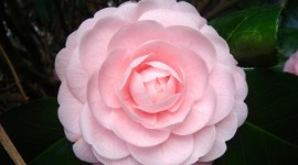 Camellia Japonica Photo Free