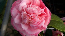 Camellia Japonica Wallpaper Download