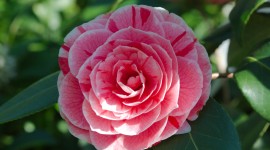 Camellia Japonica Wallpaper Free