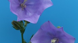 Campanula Persicifolia Wallpaper For Android