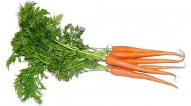 Carrot Photo