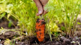 Carrot Photo Download