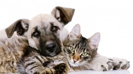 Cat And Dog Desktop Wallpaper HD