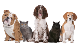 Cat And Dog Wallpaper For Desktop