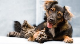 Cat And Dog Wallpaper Gallery