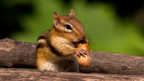 Chipmunk wallpapers high quality