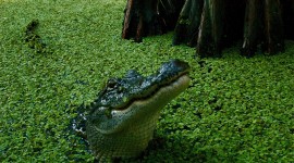 Crocodile In The Swamp Best Wallpaper