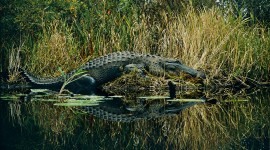 Crocodile In The Swamp High Quality Wallpaper