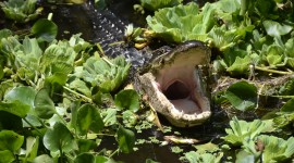 Crocodile In The Swamp Wallpaper Download
