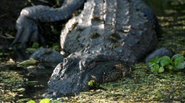 Crocodile In The Swamp Wallpaper For Desktop