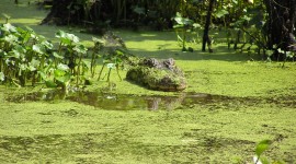 Crocodile In The Swamp Wallpaper For PC