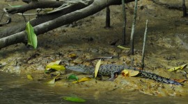 Crocodile In The Swamp Wallpaper Gallery