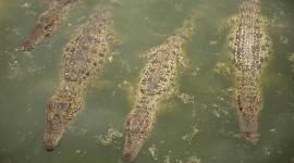 Crocodile In The Swamp Wallpaper HD