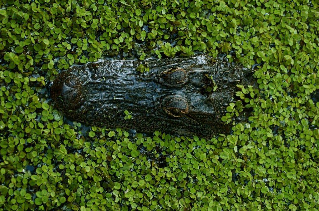 Crocodile In The Swamp wallpapers HD