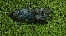 Crocodile In The Swamp Wallpaper HQ