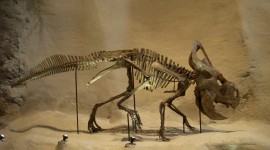 Dinosaur Museum Wallpaper Free