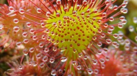 Drosera Wallpaper For Android