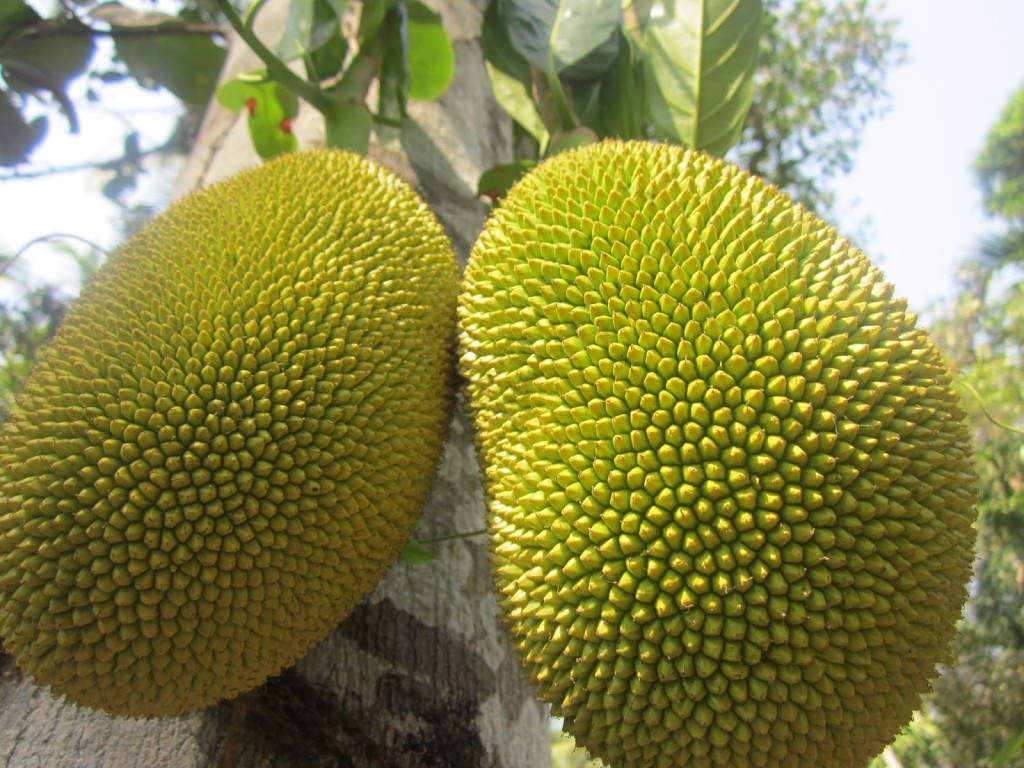 Durian wallpapers HD