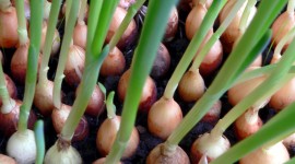 Green Onions Wallpaper For Android