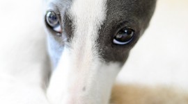 Greyhound Wallpaper For IPhone