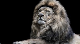 Lion Wallpaper Download Free