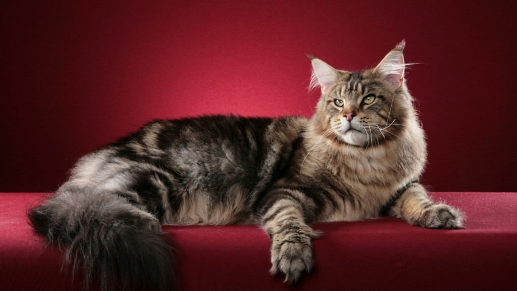 Maine Coon Cat wallpapers HD