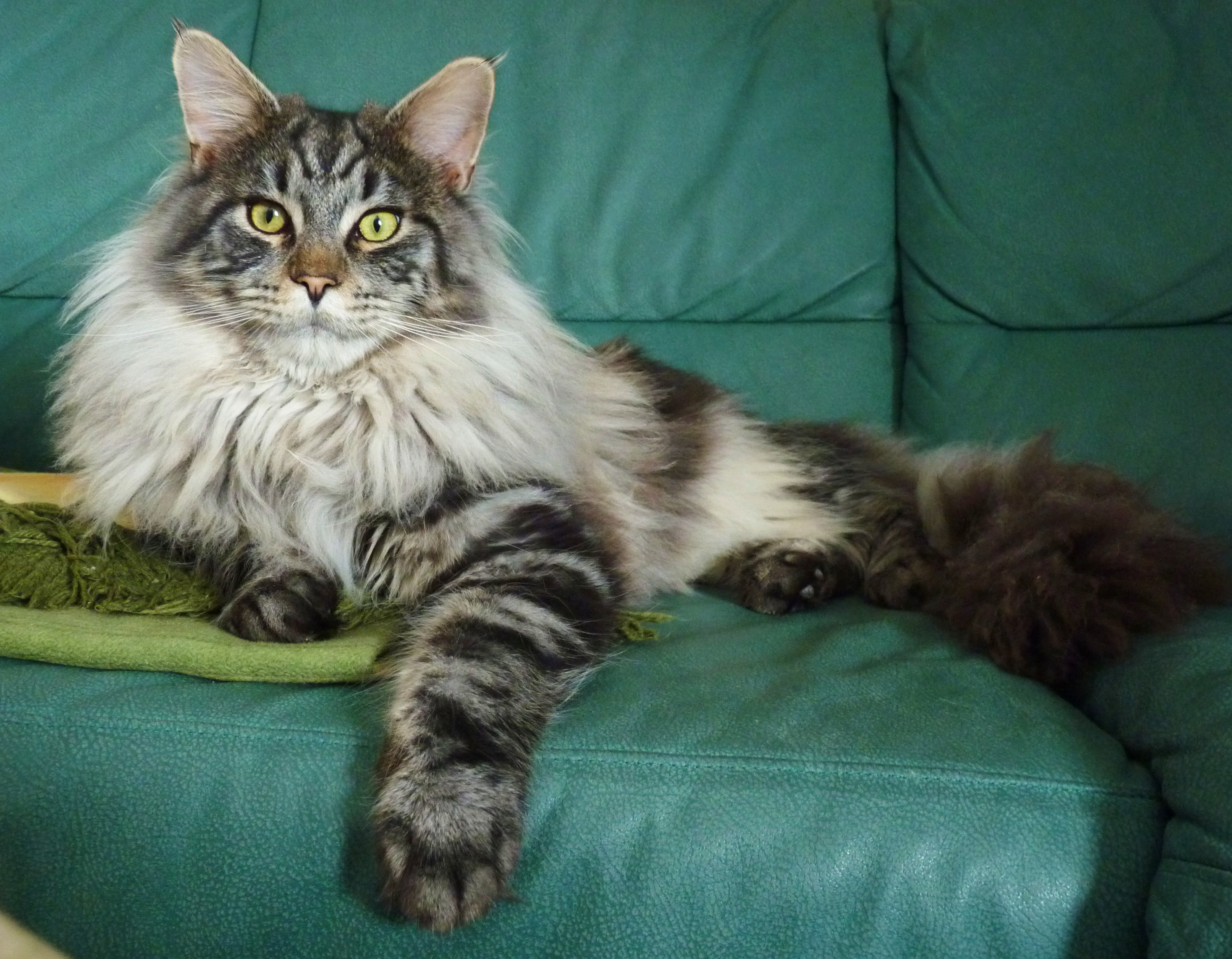 Maine Coon Cat Wallpapers High Quality Download Free