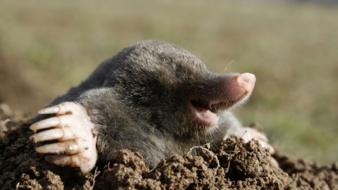 Moles wallpapers high quality