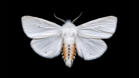 Moths wallpapers high quality