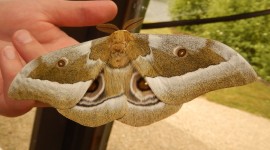 Moths Wallpaper Download Free