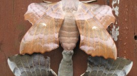 Moths Wallpaper For IPhone Free