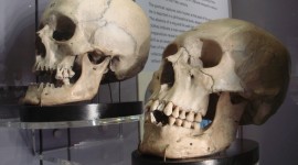 Museum Of Skulls Wallpaper Download