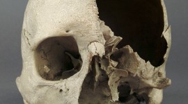 Museum Of Skulls Wallpaper For IPhone Download