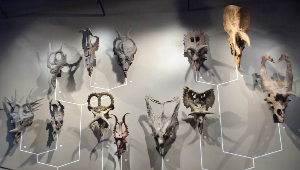 Museum Of Skulls wallpapers HD