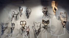 Museum Of Skulls Wallpaper For PC