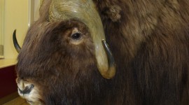 Muskox Wallpaper For IPhone