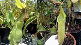 Nepenthes Attenboroughii Photo Download