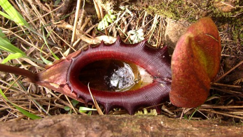 Nepenthes Attenboroughii wallpapers high quality