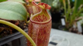 Nepenthes Attenboroughii Wallpaper For IPhone