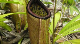 Nepenthes Attenboroughii Wallpaper For Mobile