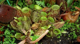 Nepenthes Attenboroughii Wallpaper Full HD
