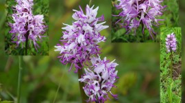 Orchis Simia Photo Download