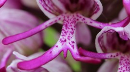 Orchis Simia Wallpaper For IPhone