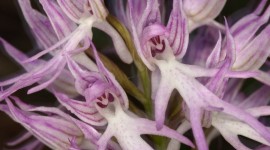 Orchis Simia Wallpaper For PC