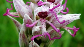 Orchis Simia Wallpaper Gallery