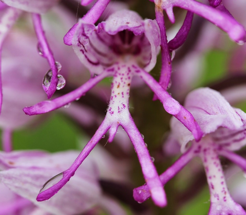 Orchis Simia wallpapers HD