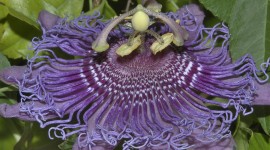 Passiflora Alata Photo