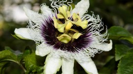 Passiflora Alata Photo Download
